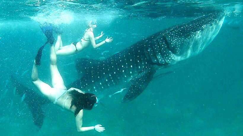 Cebu: Whale Shark Swim, Kawasan Falls & Moalboal Sardine Run - Key Things You’ll Really Notice on This Cebu Tour