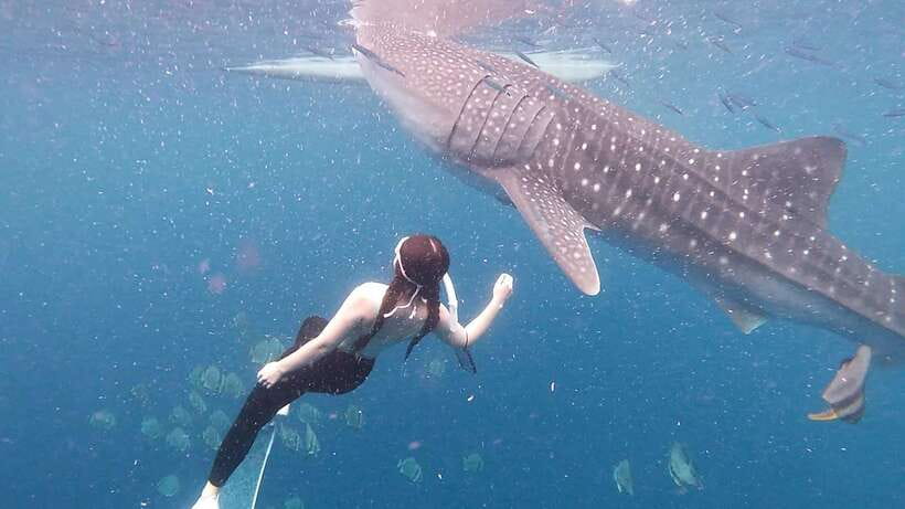 Cebu: Whale Shark Swim, Kawasan Falls & Moalboal Sardine Run - Food, Comfort, and What to Bring (So Your Day Isn’t Miserable)