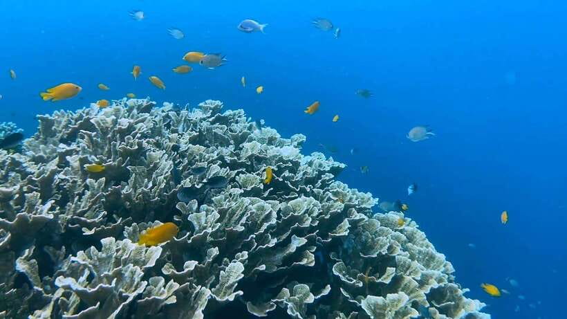 Cebu: Whale Shark Swim, Kawasan Falls & Moalboal Sardine Run - Who This Tour Suits Best, and Who Should Skip It