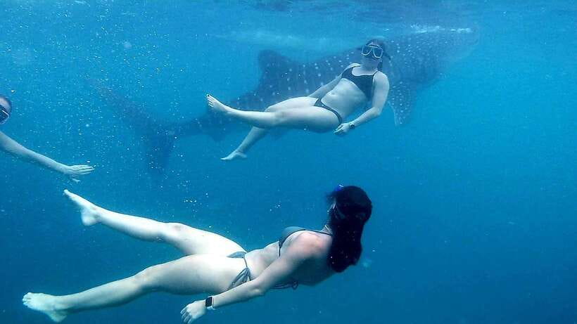 Cebu: Whale Shark Swim, Kawasan Falls & Moalboal Sardine Run - Getting to Oslob Early, and What the Whale Shark Swim Includes