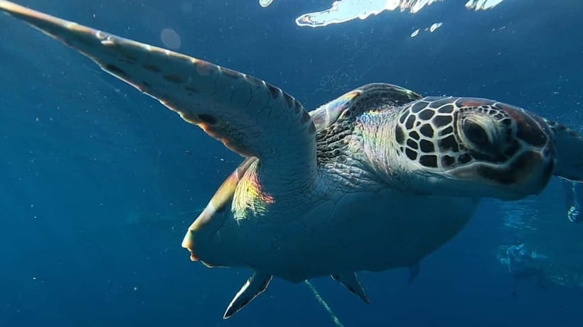 Cebu: Whale Shark Swim, Kawasan Falls & Sardine Run - Key Things That Make This Cebu Tour Work