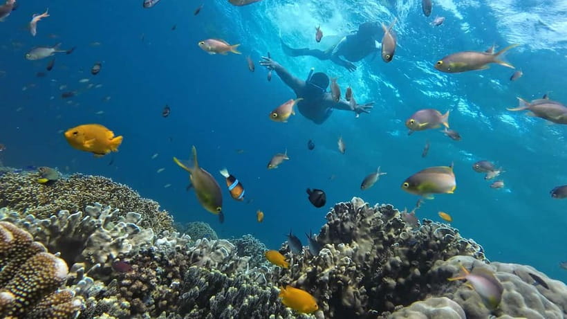Cebu: Whale Shark Swim, Kawasan Falls & Sardine Run - A Very Early Start, and Why It’s Not Just for Dramatic Sunrises