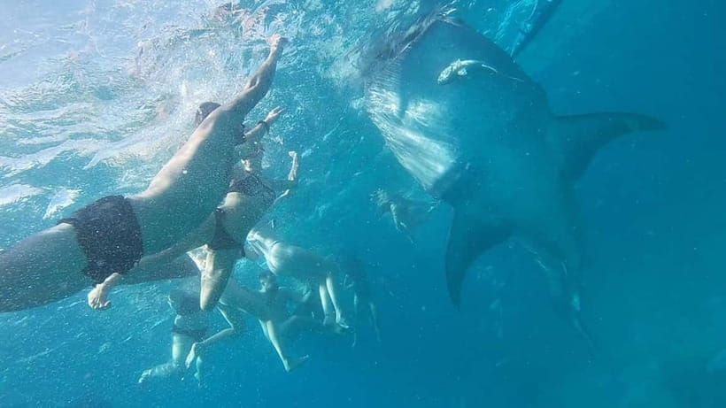 Cebu: Whale Shark Swim, Kawasan Falls & Sardine Run - Lunch at the Base Camp: Simple Fuel for a Long Return Drive