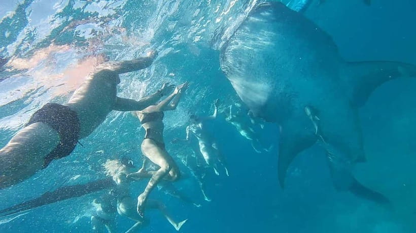 Cebu: Whale Shark Swim, Kawasan Falls & Sardine Run - Moalboal Sardine Run and Turtle Watching: Spectacle, Plus a Crowd Reality Check