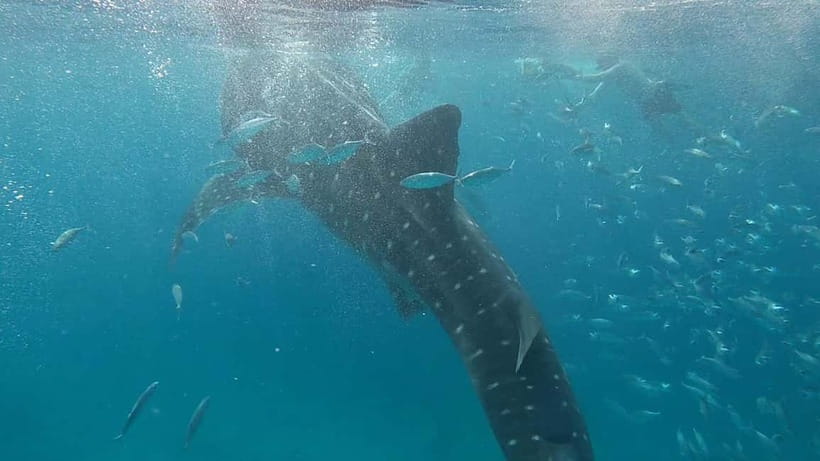 Cebu: Whale Shark Swim, Kawasan Falls & Sardine Run - Group Size and the Guide: Why Up to 10 People Feels Different