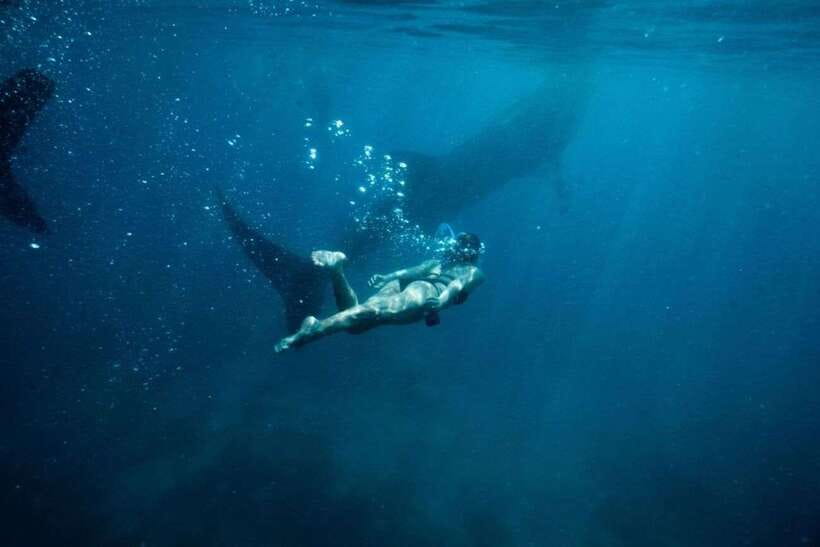 Cebu Whale Shark Swimming & Kawasan Canyoneering Group Tour - Key highlights before you commit
