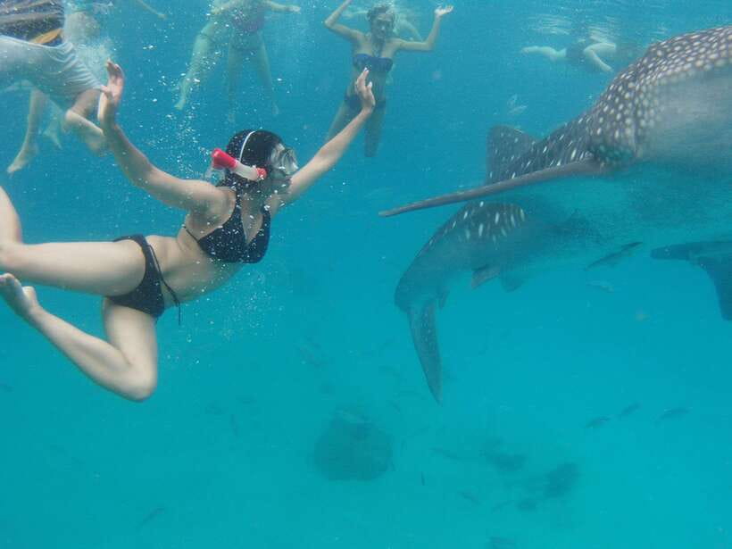 Cebu Whale Shark Swimming & Kawasan Canyoneering Group Tour - A very early start from Cebu, and why that matters