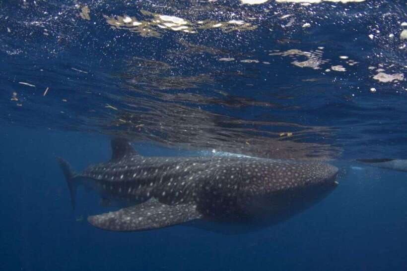 Cebu: Whale Shark Swimming, Sumilon Island and Kawasan Falls - A 12-hour South Cebu route that packs in real water time