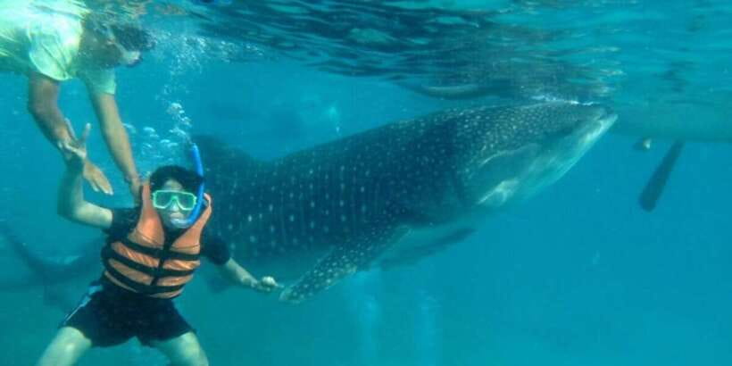Cebu: Whale Shark Swimming, Sumilon Island and Kawasan Falls - Who this tour suits best, and who should skip it