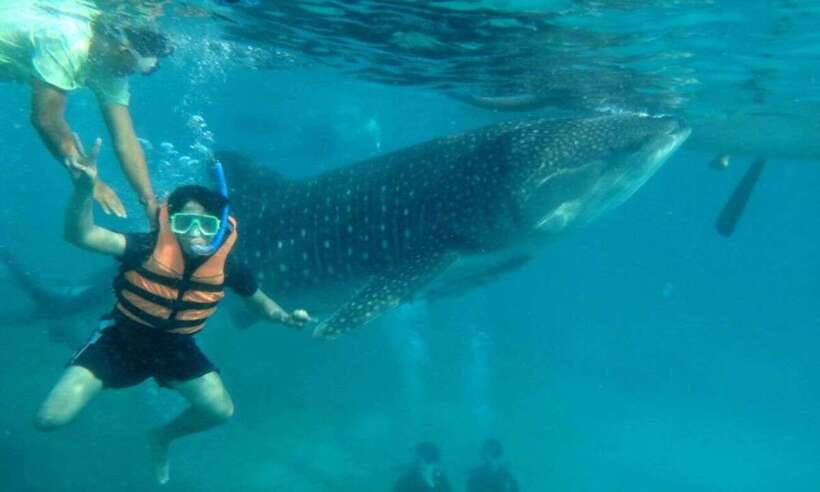 Cebu: Whale Shark Swimming, Sumilon Island and Kawasan Falls - Oslob whale sharks: the close-up moment, with crowds and rules