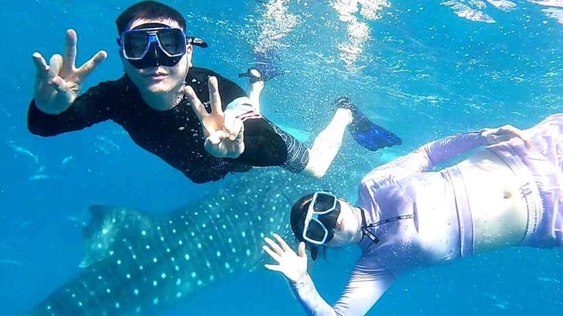 Cebu: Whale Shark, Tumalog Waterfall, and Moalboal Tour - Oslob whale shark time: the real “wow,” with rules that matter