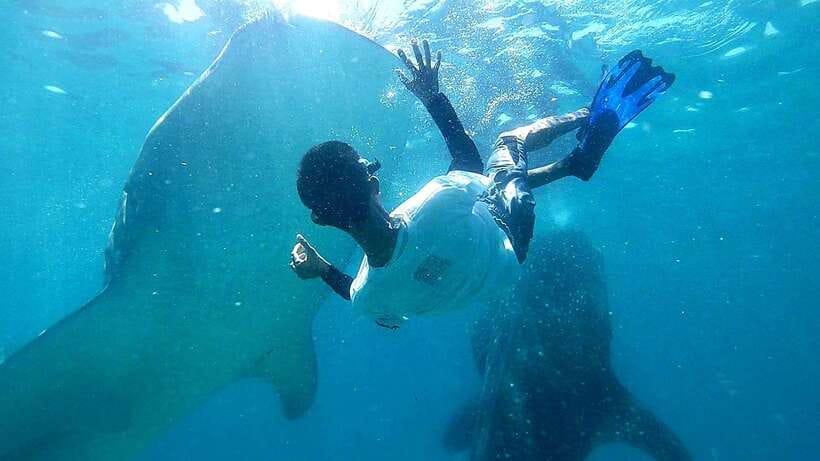Cebu: Whale Shark, Tumalog Waterfall, and Moalboal Tour - Morning start and pickup options from Cebu to Moalboal