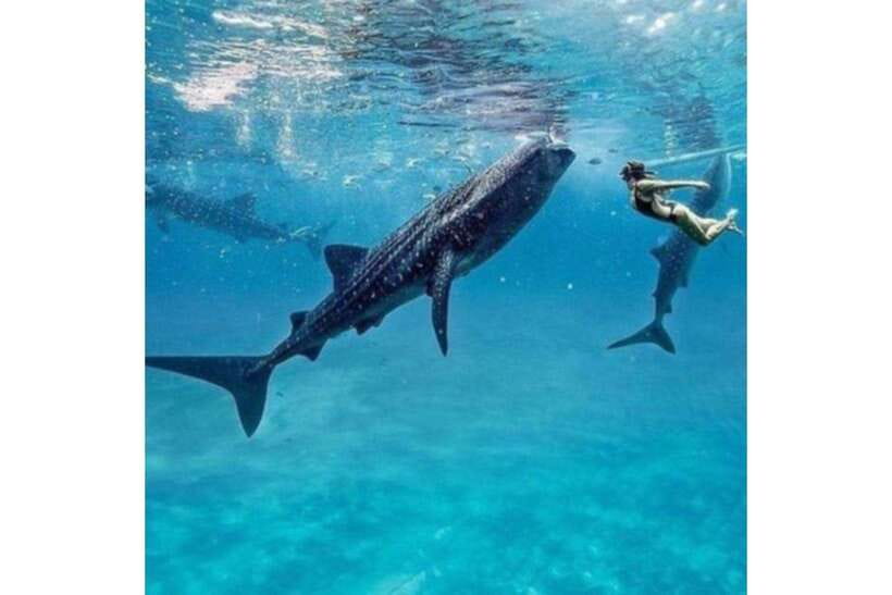Cebu:Whale Shark, Waterfall, and Sardine Run Group Tour+Meal - Key highlights at a glance