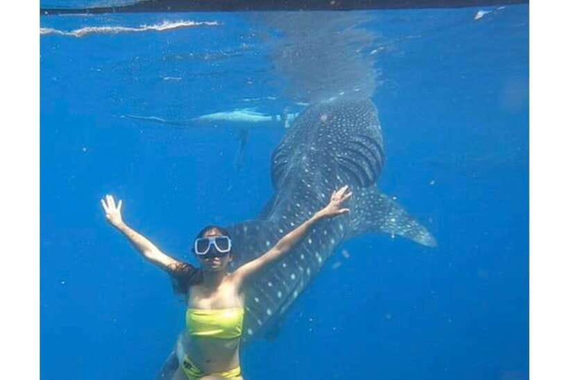 Cebu:Whale Shark, Waterfall, and Sardine Run Group Tour+Meal - Moalboal Sardine Run Snorkeling at Pescador Island
