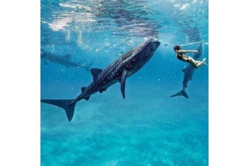 Cebu:Whale Shark, Waterfall, and Sardine Run Group Tour+Meal - What to Pack for Whale Sharks, Falls, and Sardines