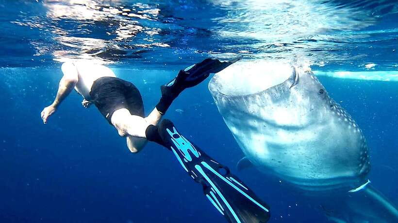 Cebu: Whale Sharks, Ka-Treasure Water Terraces & Simala Tour - Key points before you go