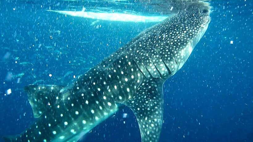 Cebu: Whale Sharks, Ka-Treasure Water Terraces & Simala Tour - Silog Breakfast Break: Small Pause, Real Fuel