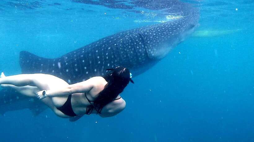 Cebu: Whale Sharks, Ka-Treasure Water Terraces & Simala Tour - Who This Tour Fits Best (and Who Might Prefer Another Plan)