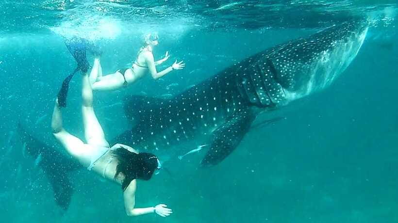 Cebu: Whale Sharks, Ka-Treasure Water Terraces & Simala Tour - Final Call: Should You Book This Cebu Day Trip?