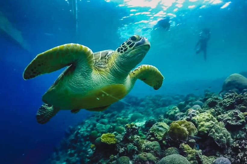 Cebu: Whale Sharks, Kawasan Falls, & Sardines Run Snorkeling - Price and value: why $135 can make sense for three big stops