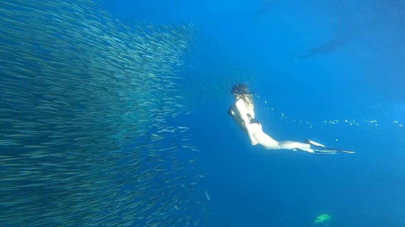 Cebu: Whale Sharks, Kawasan Falls, & Sardines Run Snorkeling - Oslob whale sharks: boat viewing plus time in the water at sunrise