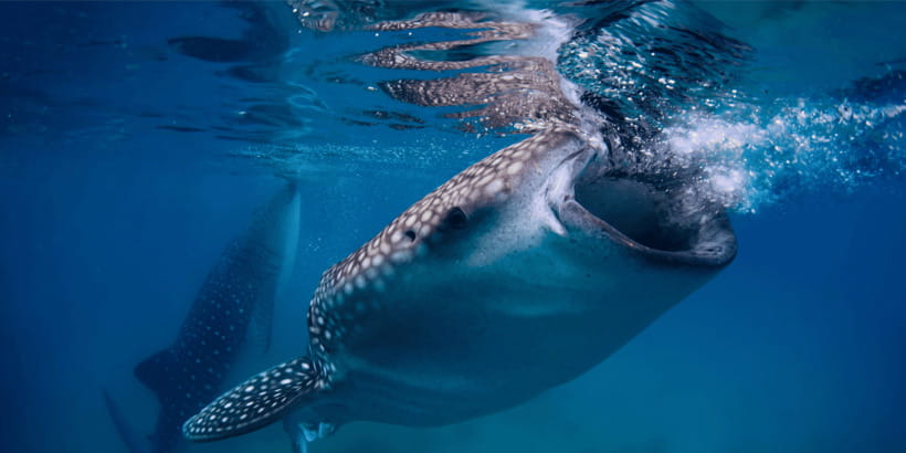 Cebu: Whale Sharks, Tumalog Falls, and Monkey Sanctuary Tour - Key things you’ll care about