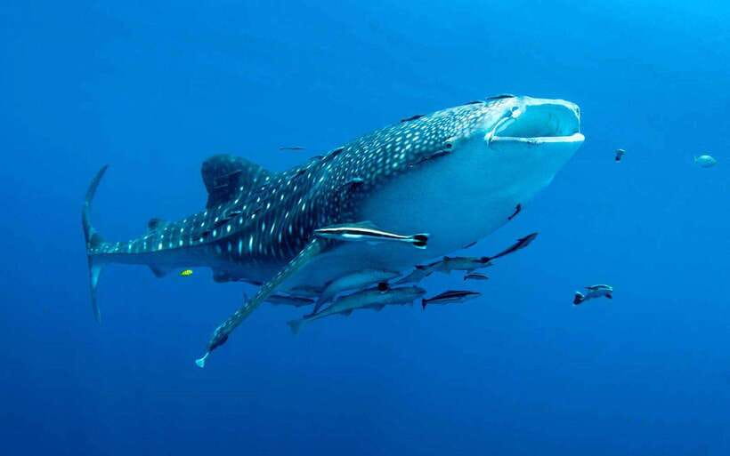 Cebu: Whale Sharks, Tumalog Falls, and Monkey Sanctuary Tour - Whale sharks in Oslob: snorkeling with gentle giants the right way