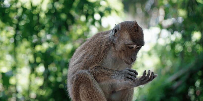 Cebu: Whale Sharks, Tumalog Falls, and Monkey Sanctuary Tour - The lunch window: when you’ll refuel and reset