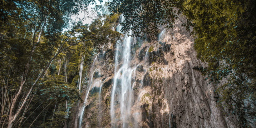Cebu: Whale Sharks, Tumalog Falls, and Monkey Sanctuary Tour - Price and value: is $121 for 12 hours worth it?