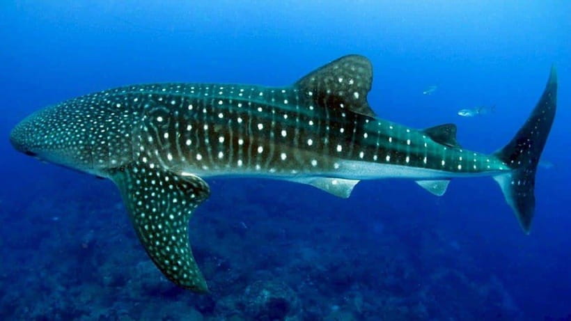 Cebu: Whaleshark Encounter, Sumilon Sandbar & Tumalog Falls - Pickup Timing, Van Ride, and How the Day Flows