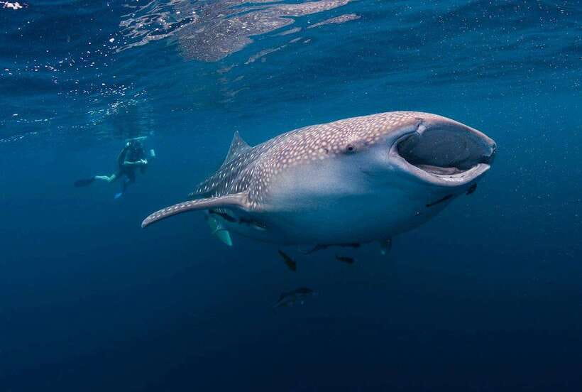 Cebu: Whaleshark Encounter, Sumilon Sandbar & Tumalog Falls - Price and What You Really Get for $108