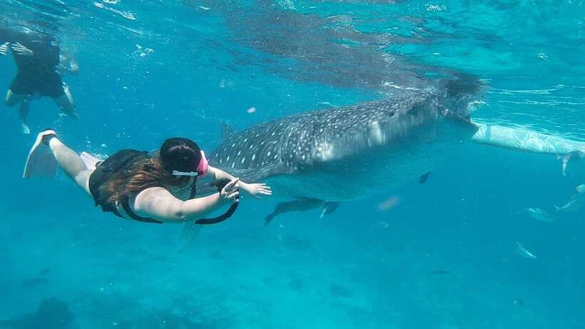 Cebu: Whaleshark Encounter, Tumalog Falls & Sumilon Sandbar - Whale sharks in Oslob, and what makes the day actually work