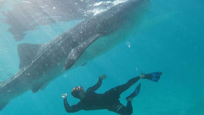 Cebu: Whaleshark Encounter, Tumalog Falls & Sumilon Sandbar - Sumilon Island and the sandbar: why this stop deserves your best beach time