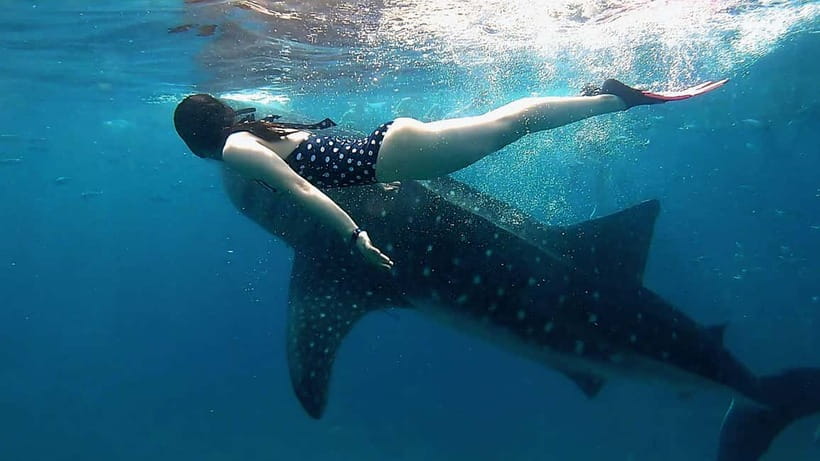 Cebu: Whaleshark Swimming & Kawasan falls Canyoneering Tour - Key points worth knowing before you go