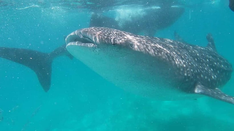 Cebu: Whaleshark Swimming & Moalboal Snorkelling Day Trip - The Day Schedule: A Lot of Car Time, Short Buys of Wonder