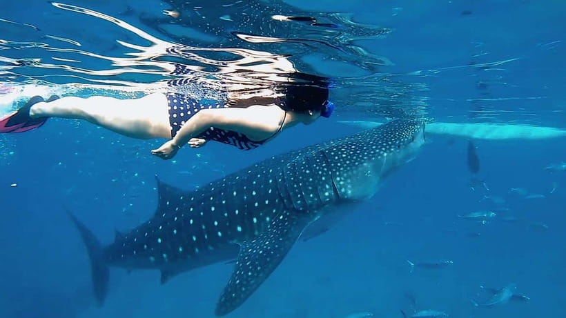 Cebu: Whaleshark Swimming & Moalboal Snorkelling Day Trip - What to Bring for Comfort (So You Don’t Hate the Long Day)