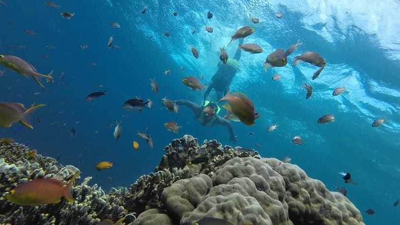 Cebu: Whaleshark Swimming & Moalboal Snorkelling Day Trip - Who This Cebu Trip Suits Best (And Who Should Rethink It)