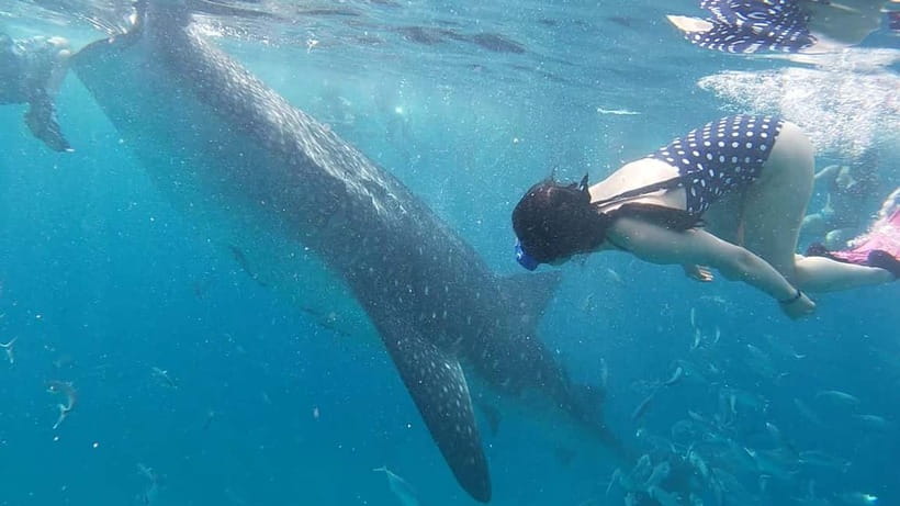 Cebu: Whaleshark Swimming & Moalboal Snorkelling Day Trip - Should You Book This Cebu Whaleshark and Moalboal Day Trip?