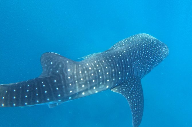 Cebu Whaleshark Tour - Price and value: what the $130 covers, and what you still pay in pesos