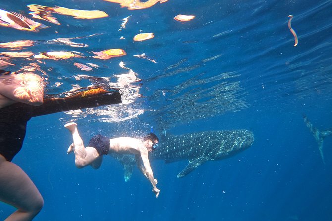 Cebu Whaleshark Tour - Small group flow, pickup comfort, and what mobile tickets mean for you