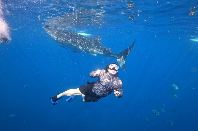 Cebu Whaleshark Tour - Who should book this Cebu tour, and who should pass