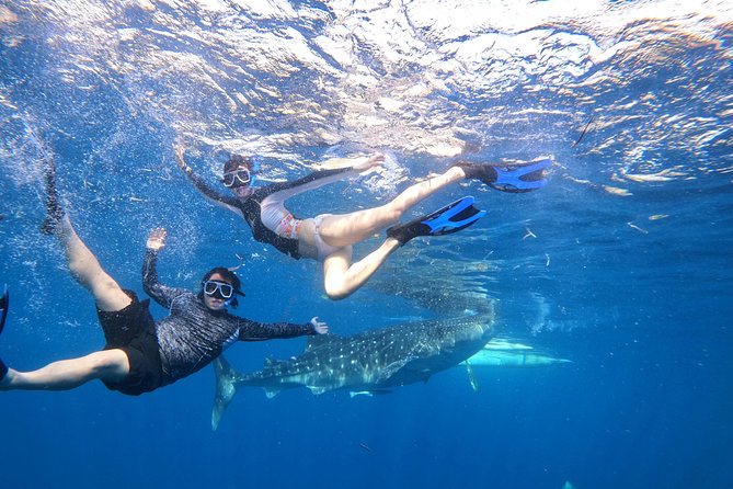 Cebu Whaleshark Tour - Should you book the Cebu Whaleshark Tour?