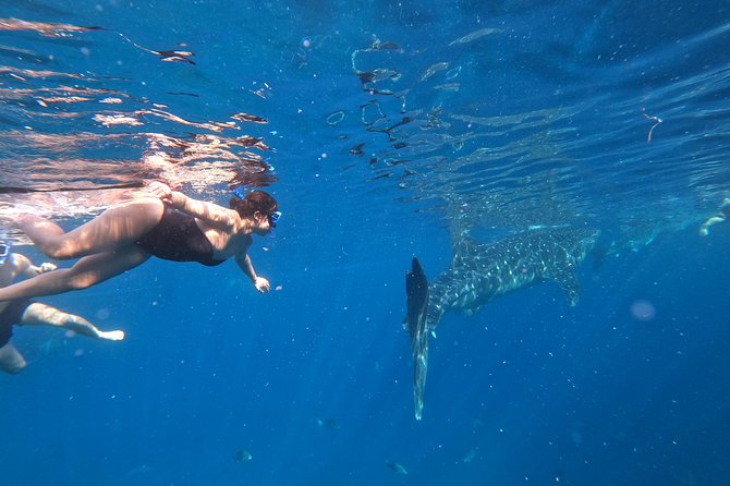 Cebu Whaleshark Tour - What to do during your swim so it actually feels good
