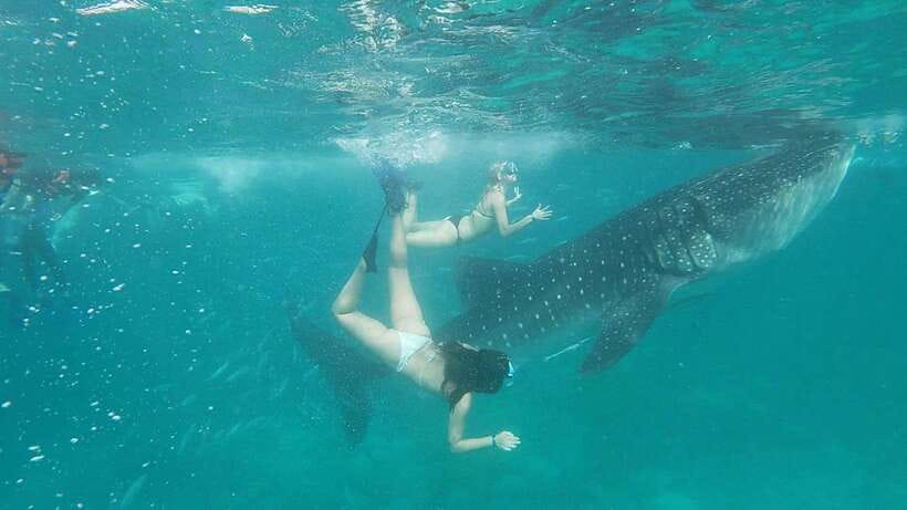 Cebu: WhaleShark , Tumalog Falls, & Sardine Run Snorkeling - A one-day Cebu circuit: whale sharks, Tumalog Falls, Moalboal snorkels