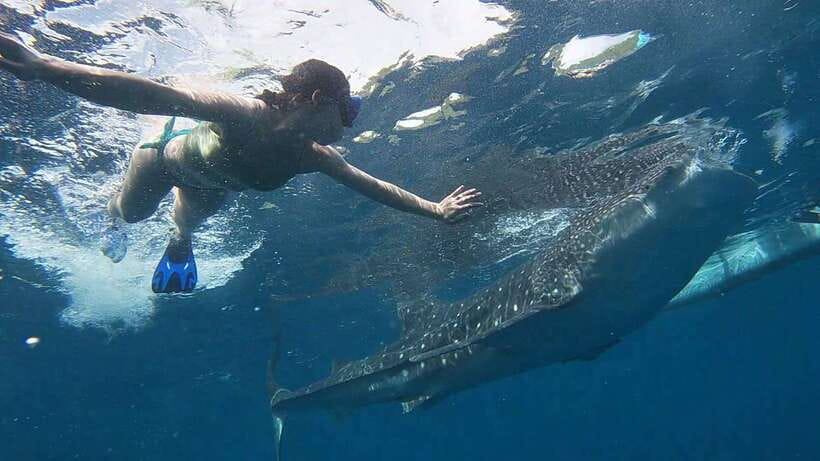 Cebu: WhaleShark , Tumalog Falls, & Sardine Run Snorkeling - Tumalog Falls swim: the curtain-like cascade and why the timing helps
