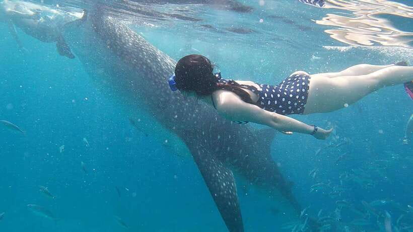 Cebu: WhaleShark , Tumalog Falls, & Sardine Run Snorkeling - Sea turtles in the water: a respectful, natural-habitat moment