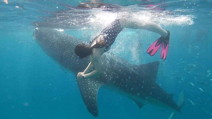 Cebu: WhaleShark , Tumalog Falls, & Sardine Run Snorkeling - Small practical tips for a smoother day