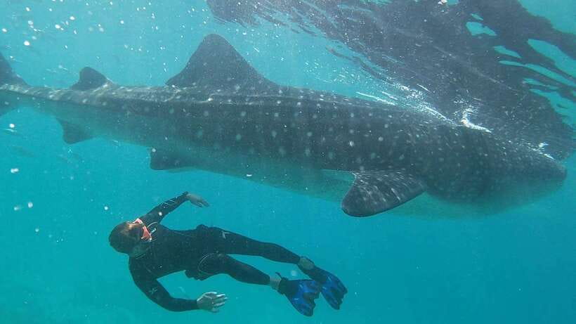 Cebu: WhaleShark , Tumalog Falls, & Sardine Run Snorkeling - Getting picked up across Cebu City, Mandaue, Mactan, Oslob, and Moalboal