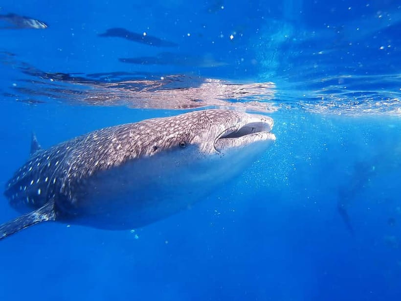 Cebu: Whalesharks, Sumilon Sandbar & Tumalog Falls Tour - Guide quality: when the human touch makes the day
