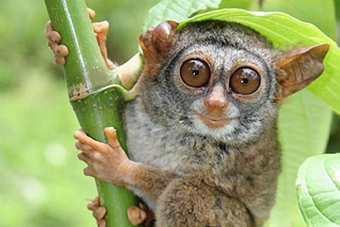 Chocolate hills tour with Tarsier & Loboc river Buffet Lunch (half-day tour) - Price and value: what $79.47 gets you (and why it can be worth it)